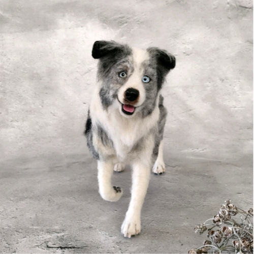 羊毛フェルト ボーダーコリー ボーダーコリーさん 羊毛フェルト 羊毛わんこ 福や工房 通販 19676369