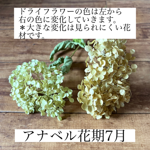 アナベル紫陽花　三日月リース 紫陽花とアナベルのリース ドライフラワーリース 三日月リース