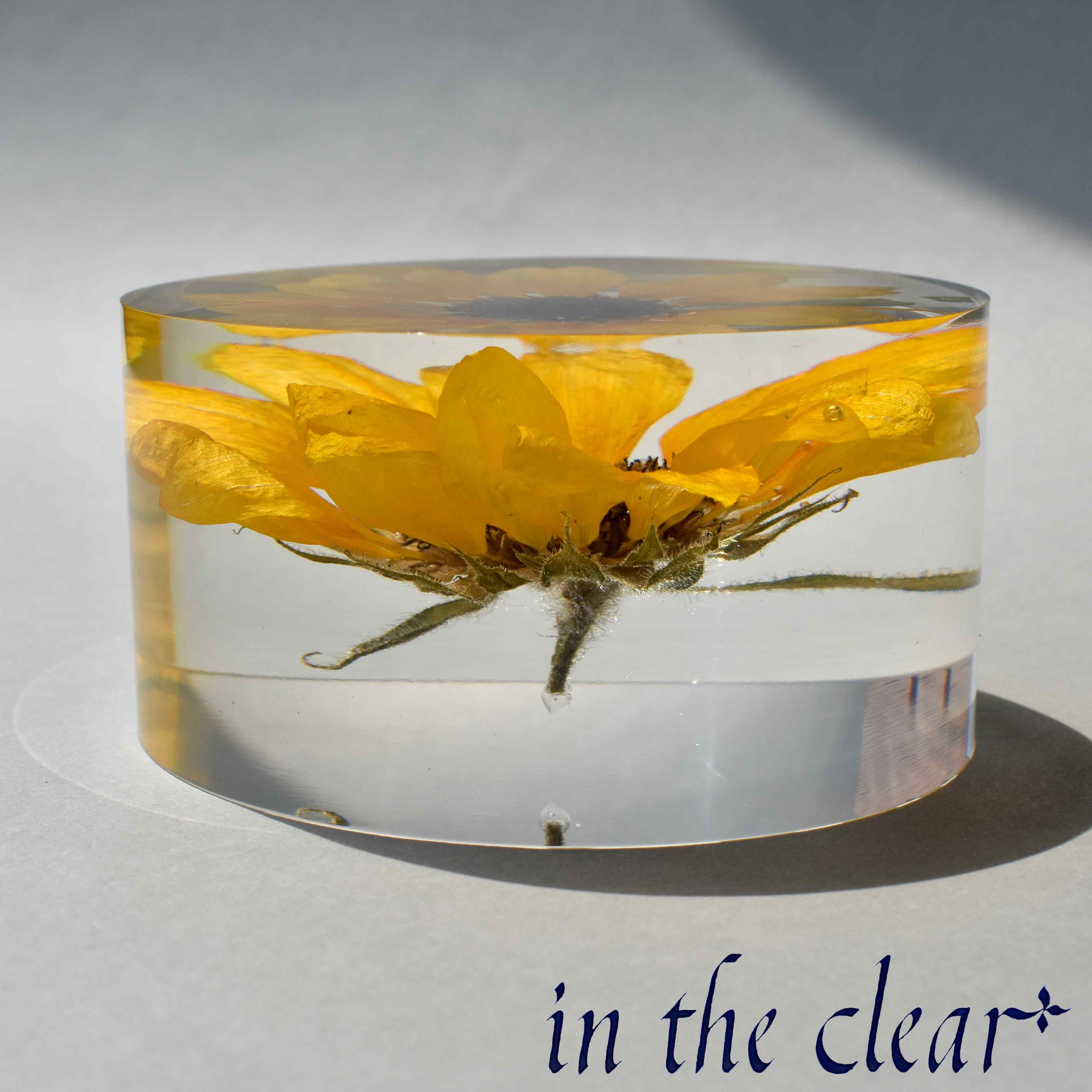 植物標本　ヒマワリ　黄色　レジン　８センチ　円柱