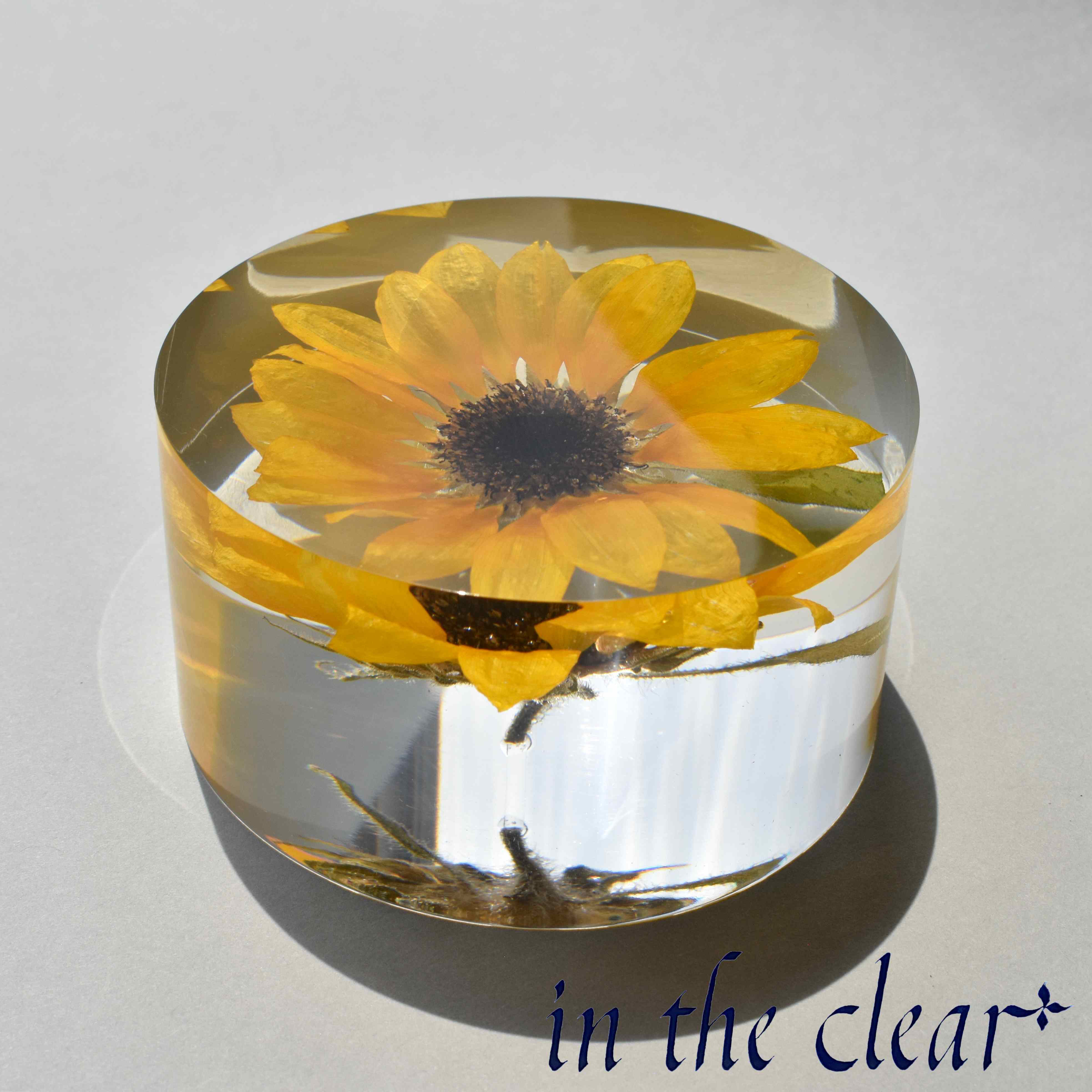 植物標本　ヒマワリ　黄色　レジン　８センチ　円柱