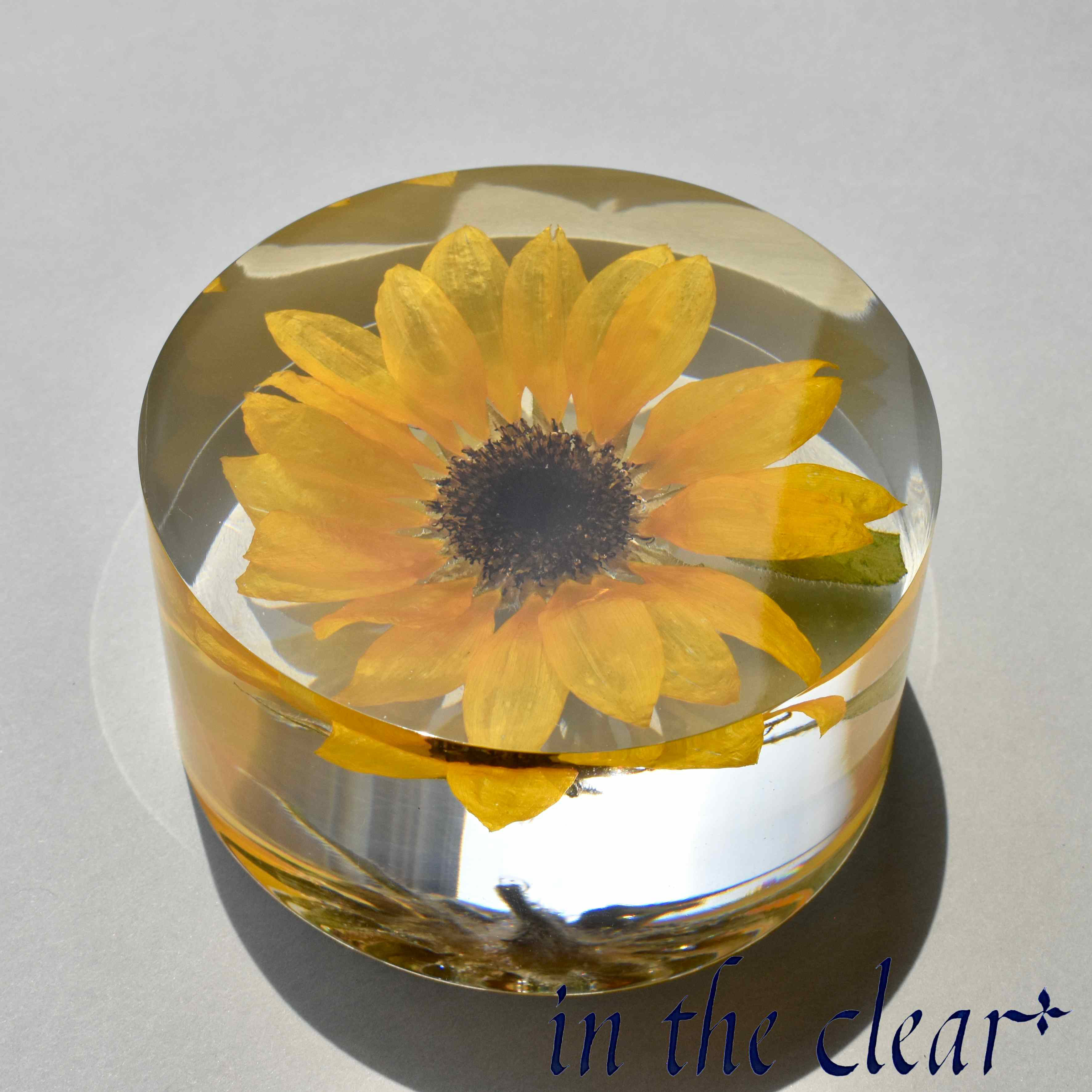 植物標本　ヒマワリ　黄色　レジン　８センチ　円柱