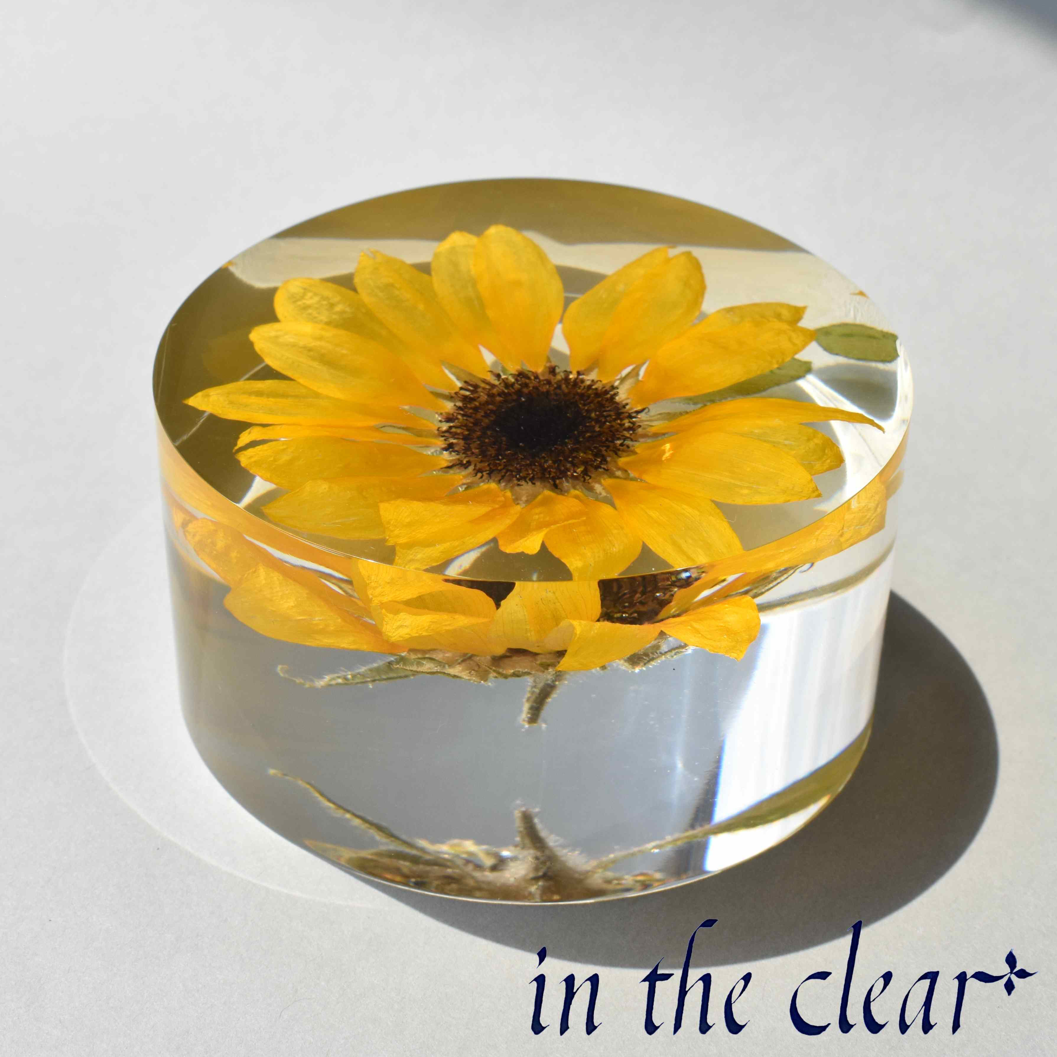 植物標本　ヒマワリ　黄色　レジン　８センチ　円柱