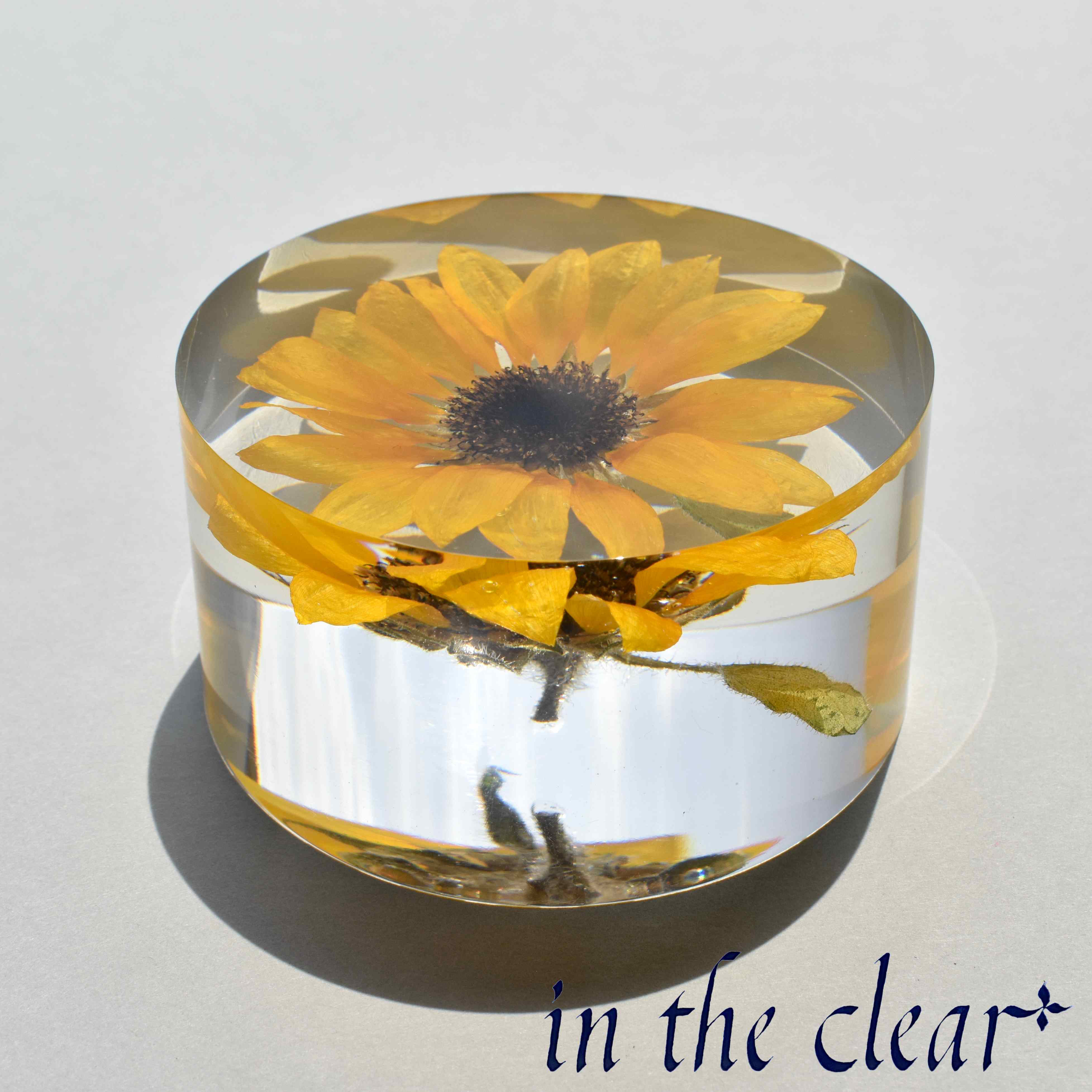 植物標本　ヒマワリ　黄色　レジン　８センチ　円柱