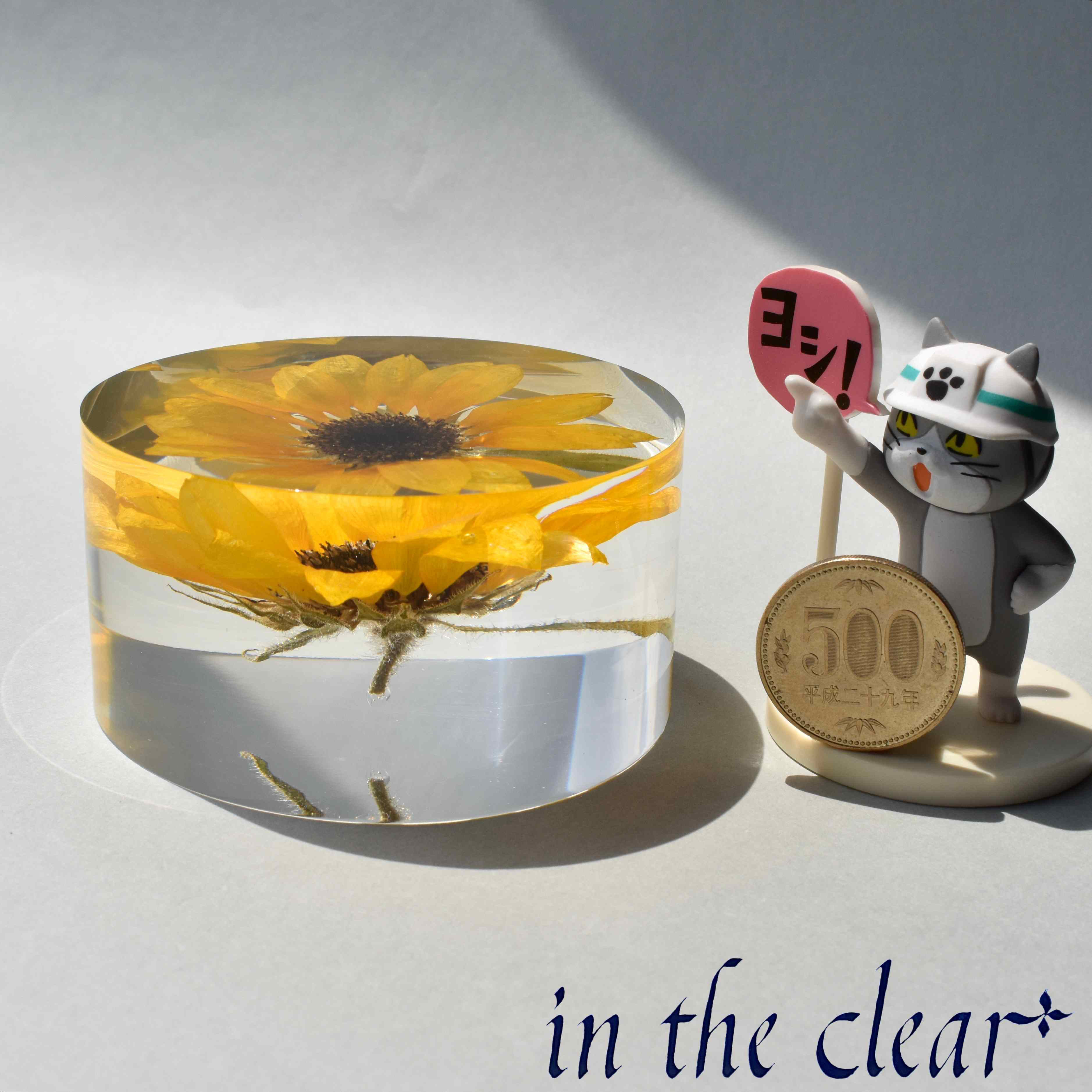 植物標本　ヒマワリ　黄色　レジン　８センチ　円柱