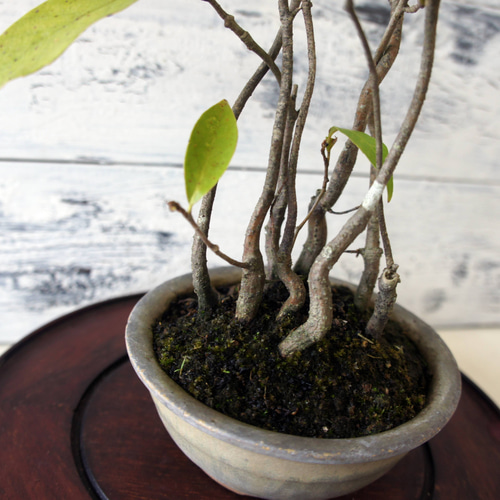 盆栽 『クチナシ』 花 インテリア 植物 ガーデニング 送料無料 171 盆栽 『クチナシ』 和風 インテリア 園芸 花 ガーデニング おしゃれ