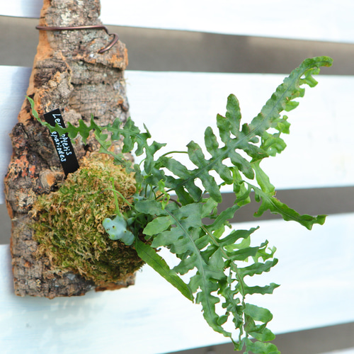 Lecanopteris deparioides】レカノプテリス・デパリオイデス No.J108