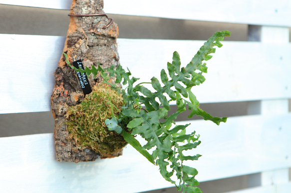 Lecanopteris deparioides】レカノプテリス・デパリオイデス No.J108