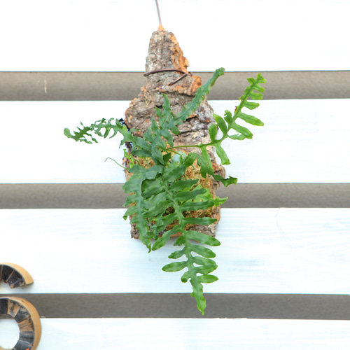 レカノプテリス・デパリオイデスJ101 レカノプテリス・デパリオイデスJ101 Lecanopteris!! レカノプテリス