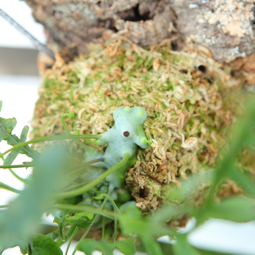 レカノプテリス　デパリオイデス　苔玉 Lecanopteris deparioides】レカノプテリス・デパリオイデス No.J108