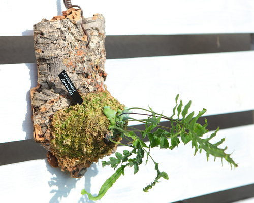 Lecanopteris deparioides】レカノプテリス・デパリオイデス No