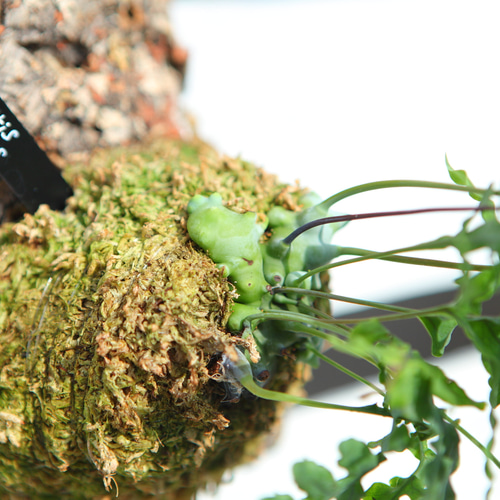 Lecanopteris deparioides】レカノプテリス・デパリオイデス No