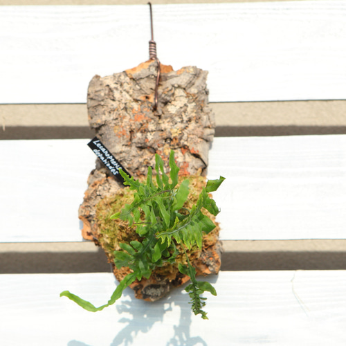 レカノプテリス・デパリオイデスJ101 レカノプテリス・デパリオイデスJ101 レカノプテリス