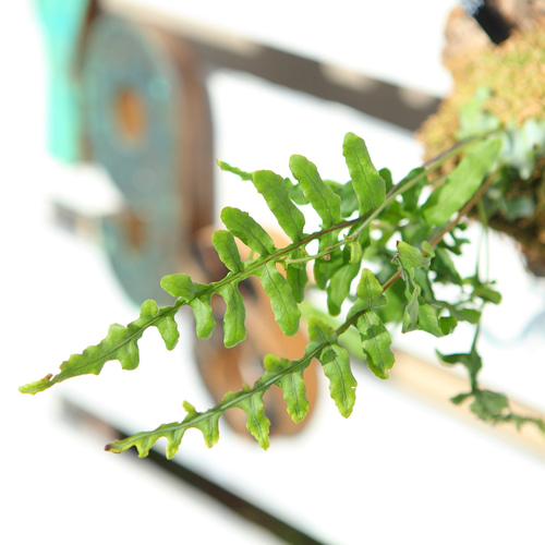 レカノプテリス・デパリオイデスJ101 レカノプテリス・デパリオイデスJ101 レカノプテリス