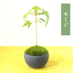 POTOCO ロウヤガキ 老爺柿 カキ 柿 観葉植物 陶器鉢 盆栽 小品盆栽 苔
