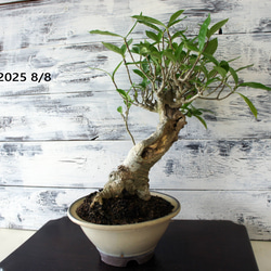 盆栽 『真柏』 和風 インテリア 観葉植物 園芸 オブジェ 送料無料 b086 盆栽 『真柏』 和風 インテリア 観葉植物 園芸 オブジェ 送料