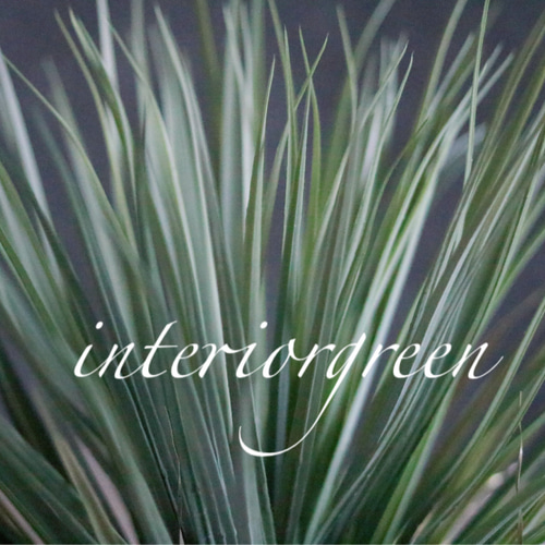 ドライガーデン好き❁⃘*.ﾟお世話いらずの枯れないユッカフェイク 新築