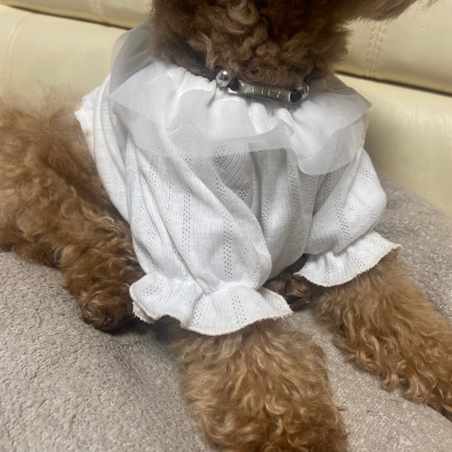 アイレットニットブラウス＊犬服ハンドメイド＊3S〜L＊小型犬の
