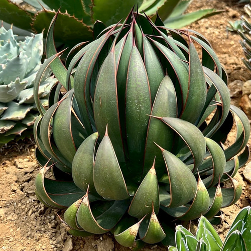 マンガべ プレイングハンズ 多肉植物 アガベ レア 観葉植物 花苗 花 苗