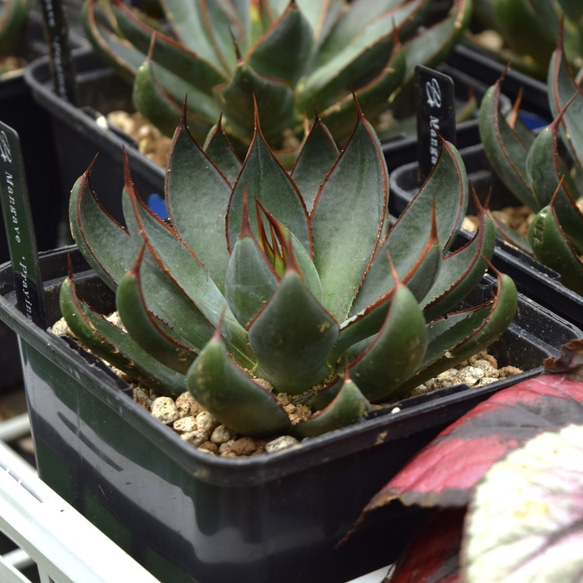 マンガべ プレイングハンズ 多肉植物 アガベ レア 観葉植物 花苗 花 苗