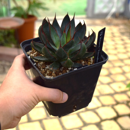 マンガべ プレイングハンズ 多肉植物 アガベ レア 観葉植物 花苗 花 苗