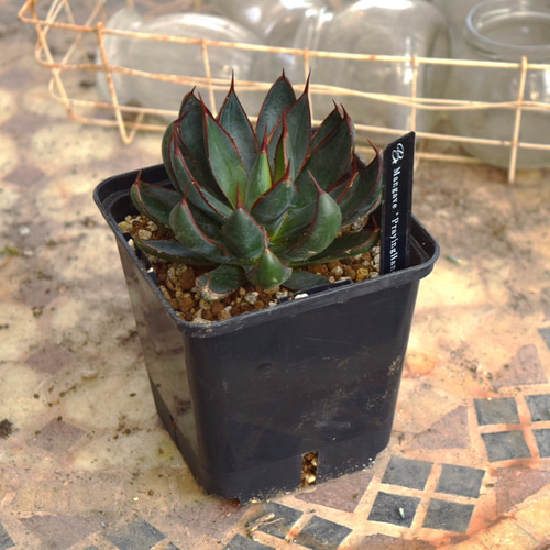 マンガべ プレイングハンズ 多肉植物 アガベ レア 観葉植物 花苗 花 苗
