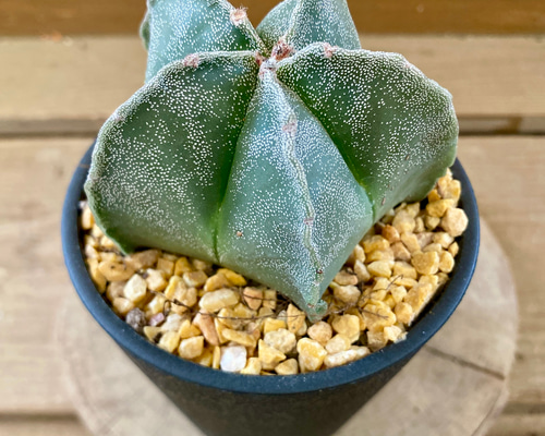 65d8685194dc37c5a6c78525ac9a2c