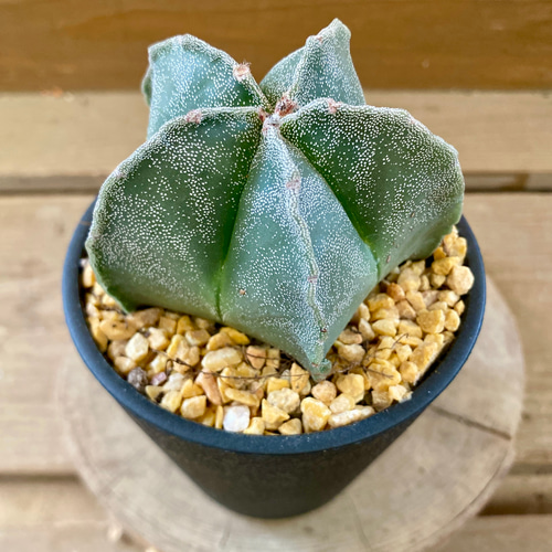 サボテン アストロフィツム ミリオスティグマ ランポー玉 多肉植物