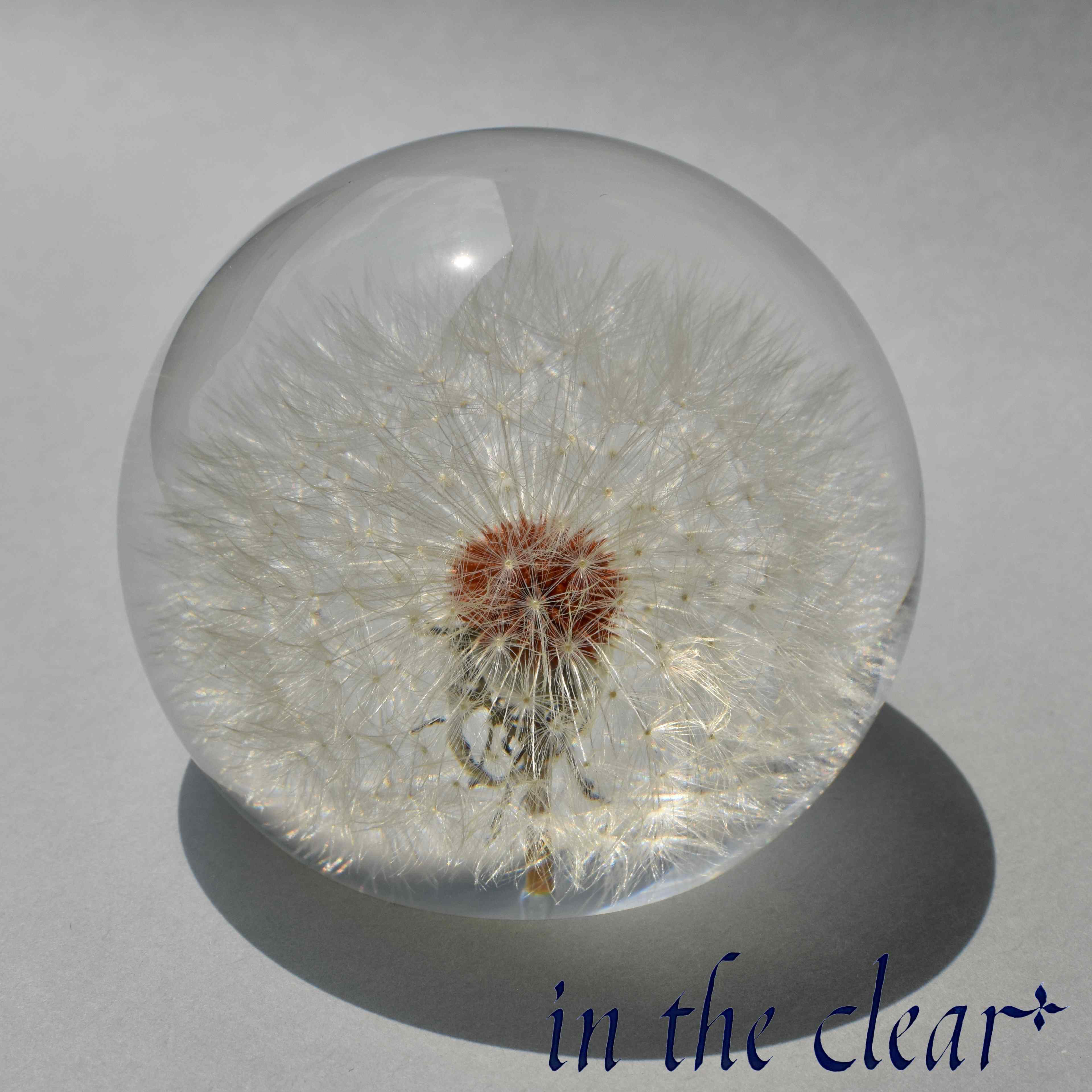 植物標本　たんぽぽ綿毛　レジン　７センチ球体