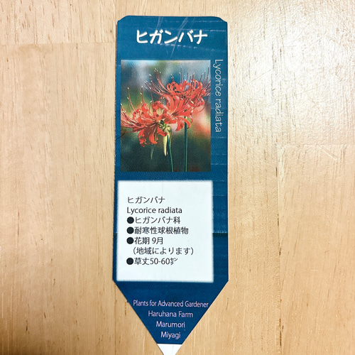 球根♡ 彼岸花 リコリス ラジアータ（2球） アートフラワー