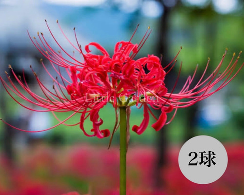 ２センチ位の彼岸花の球根４００個 彼岸花の球根 400球 彼岸花 赤球根 400球以上特価❗️ 国華園