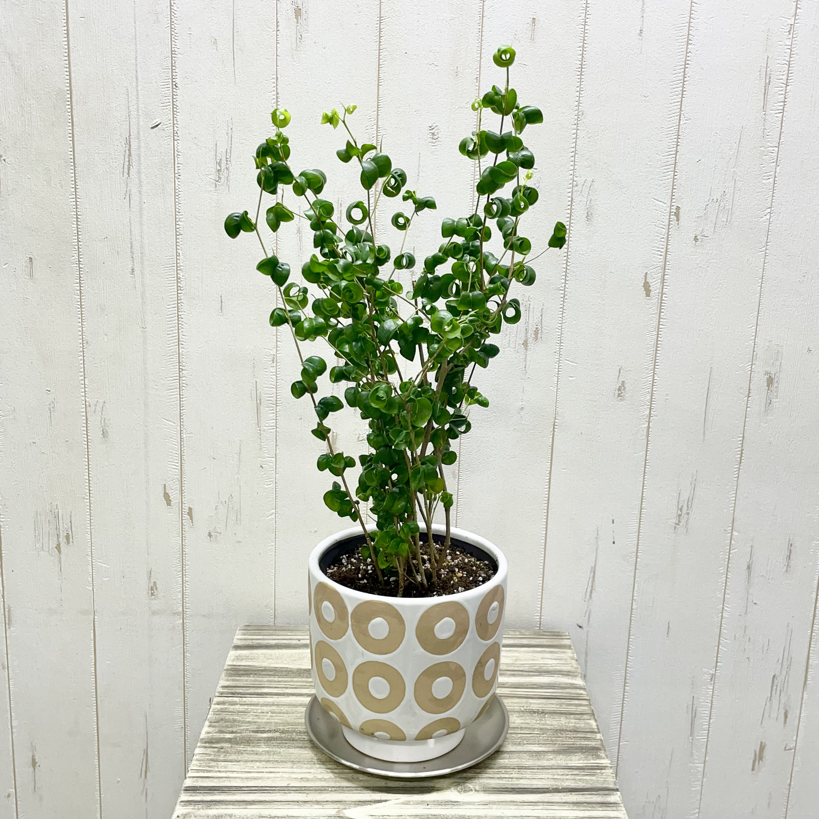 クルクル葉が可愛い ベンジャミン バロック セラミック鉢 ステンレスソーサー付