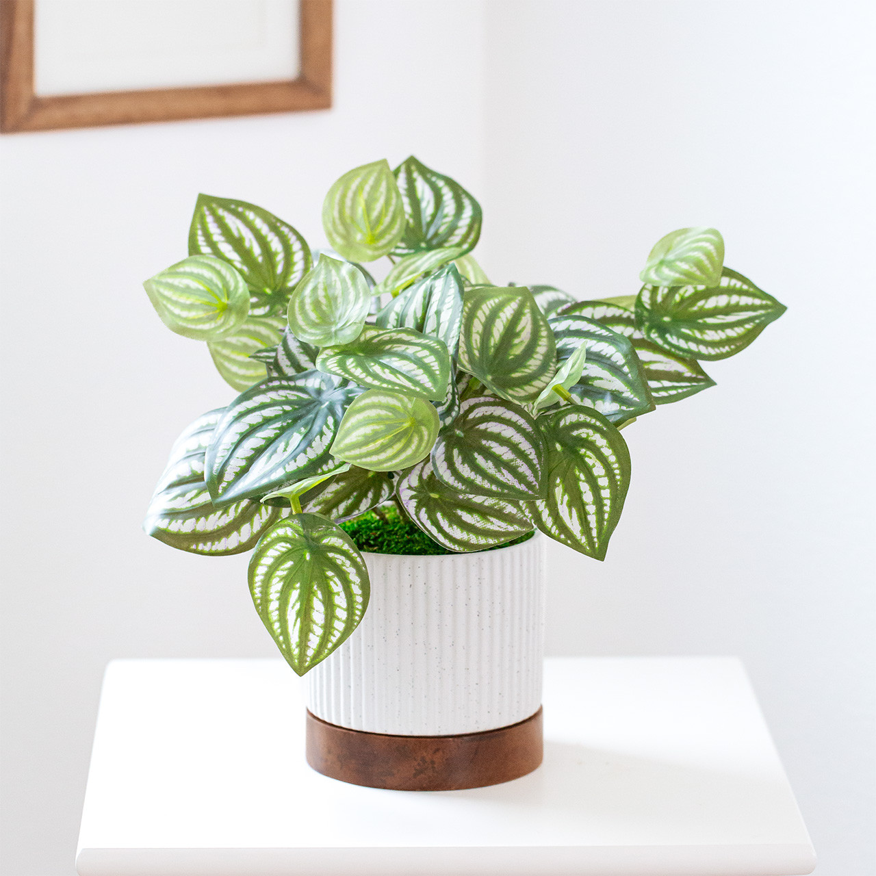 スイカぺぺロミア / グリーンアレンジメント