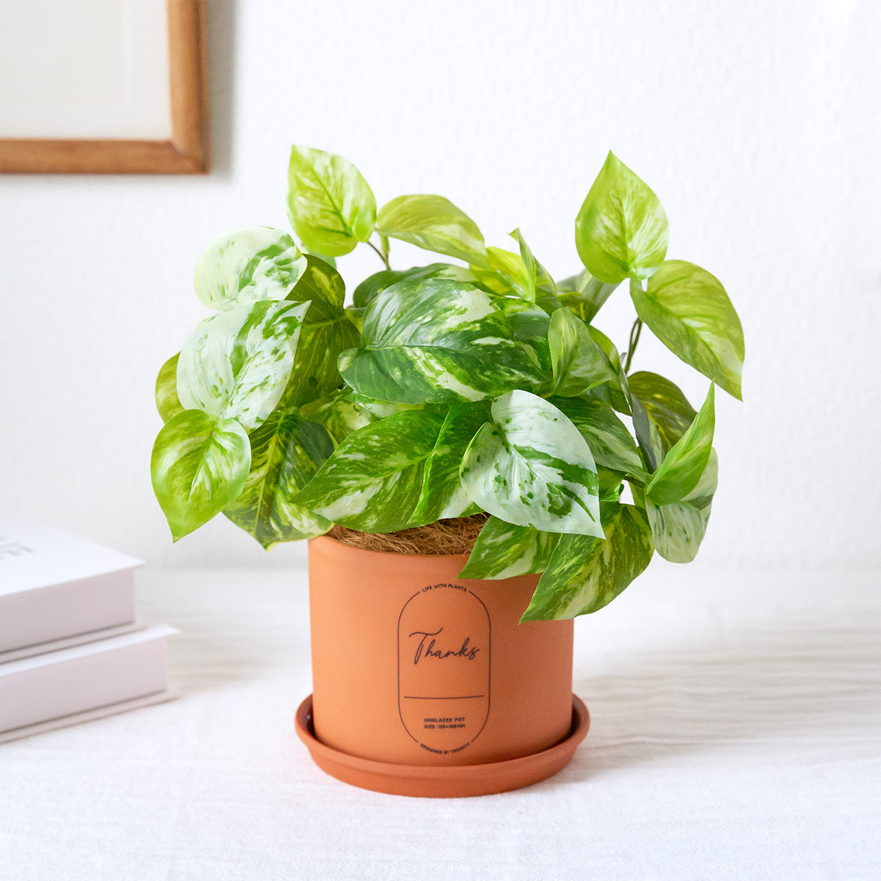 Pothos（ポトス） / グリーンアレンジメント