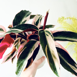 一点限定】ドラセナ ヴィクトリア Lサイズ 透き通るような美しさ 観葉