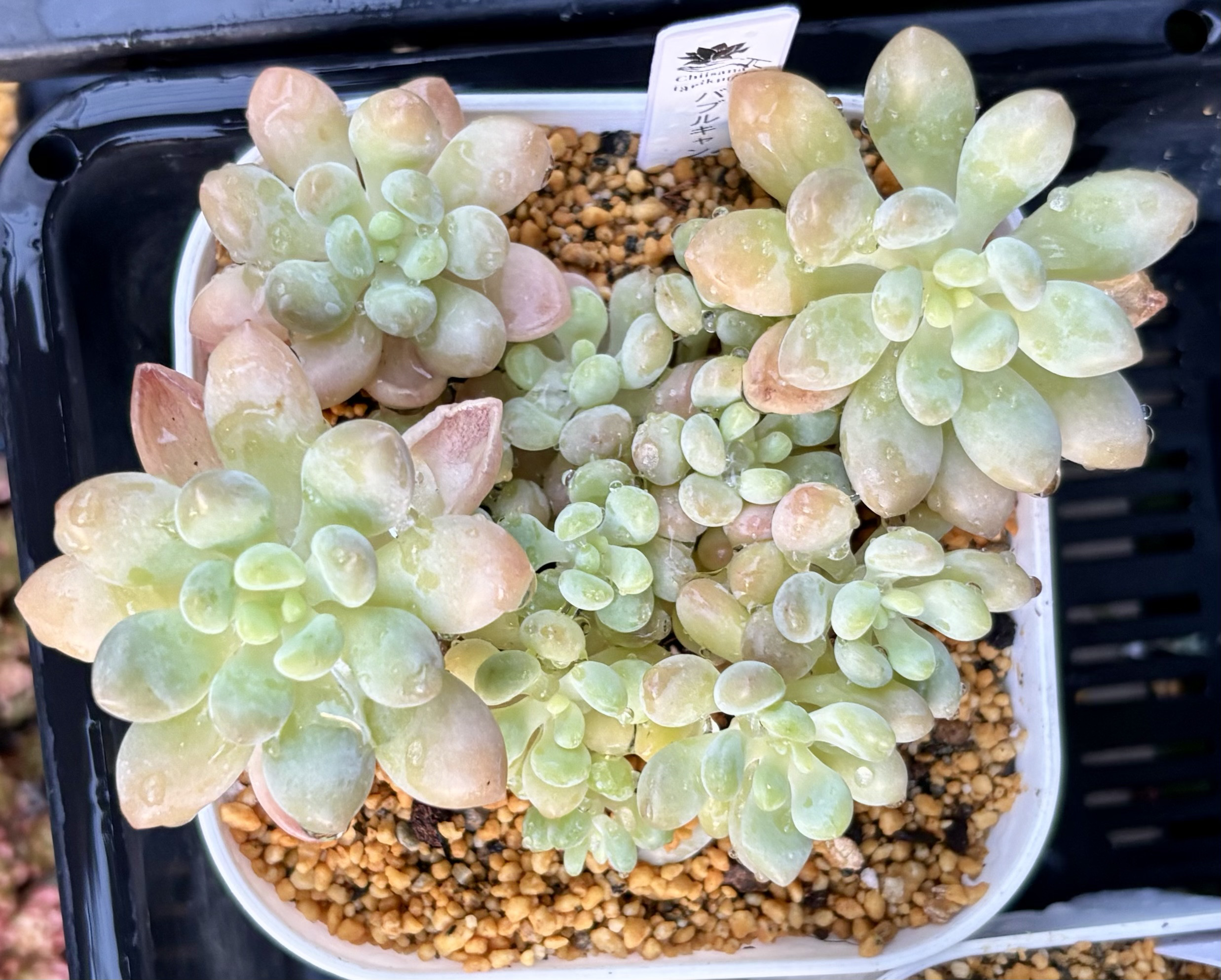 バブルキャンディ 大株群生 韓国苗 多肉植物 多肉植物 プクニク 通販