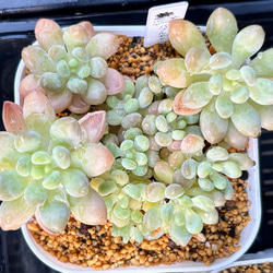 65 #多肉植物アエオニウム錦❤️ カルミン*エメラルド ❤️8頭32cm拨き苗 65 #多肉植物アエオニウム錦❤️ カルミン*エメラルド ❤️8頭
