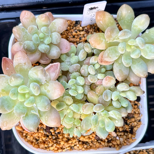 多肉植物 バブルキャンディ リエール苗 多肉植物 バブルキャンディ リエール苗