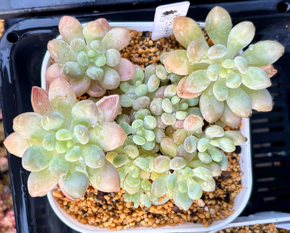 多肉植物 バブルキャンディ リエール苗 バブルキャンディ 大株群生 韓国苗 多肉植物 多肉植物 プクニク 通販