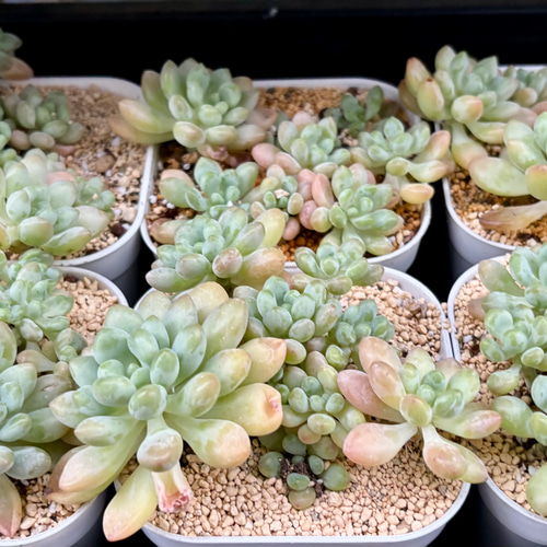 バブルキャンディ 大株群生 韓国苗 多肉植物 多肉植物 プクニク