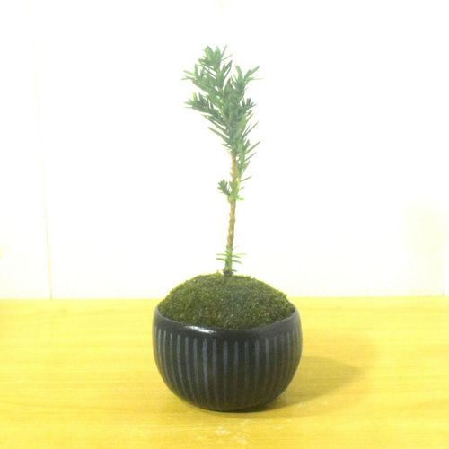 POTOCO イチイ 観葉植物 陶器鉢 盆栽 豆盆栽 ミニ盆栽 小品盆栽 植物
