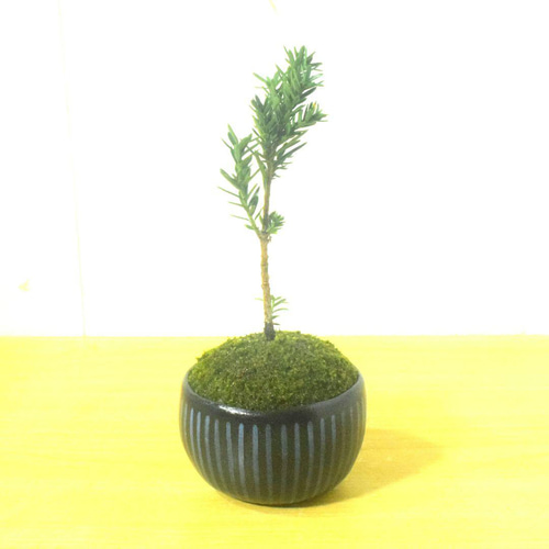 POTOCO イチイ 観葉植物 陶器鉢 盆栽 豆盆栽 ミニ盆栽 小品盆栽 植物