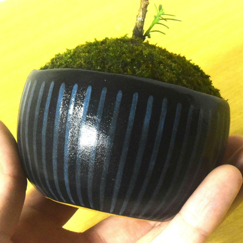POTOCO イチイ 観葉植物 陶器鉢 盆栽 豆盆栽 ミニ盆栽 小品盆栽 植物