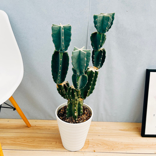 現品］4番 柱サボテン 鬼面角 ブランチ 8号 観葉植物 室内 大型 多肉