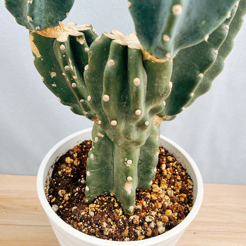 ［現品］4番　柱サボテン　鬼面角 ブランチ　8号　観葉　室内　大型　多肉植物 現品］4番 柱サボテン 鬼面角 ブランチ 8号 観葉 室内 大型 多肉