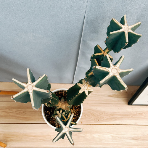 現品］4番 柱サボテン 鬼面角 ブランチ 8号 観葉植物 室内 大型