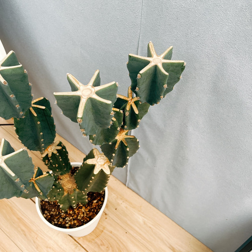 ［現品］4番　柱サボテン　鬼面角 ブランチ　8号　観葉　室内　大型　多肉植物 現品］☆おすすめ☆ 99番 柱サボテン 鬼面角 ブランチ 8号 観葉