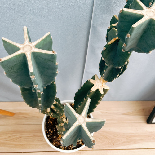 現品］4番 柱サボテン 鬼面角 ブランチ 8号 観葉植物 室内 大型