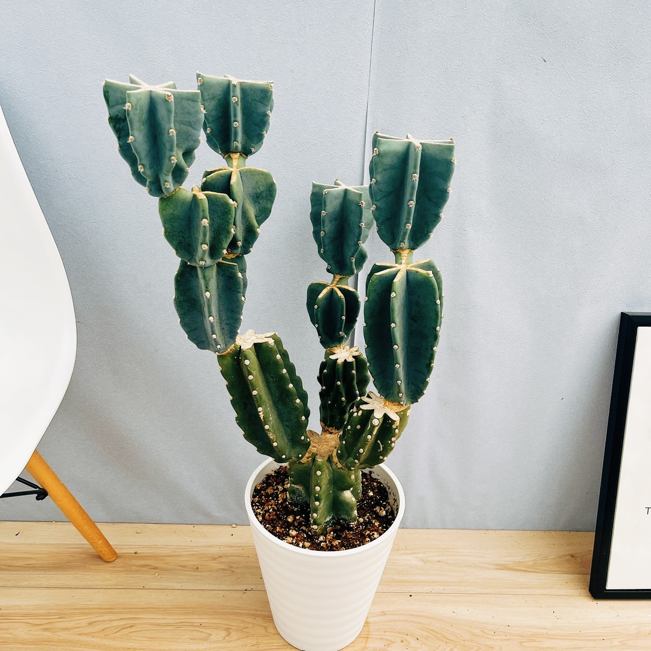 ［現品］3番　柱サボテン　鬼面角 ブランチ　8号　室内　大型　多肉植物　人気 現品］4番 柱サボテン 鬼面角 ブランチ 8号 観葉植物 室内 大型