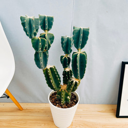 現品］4番 柱サボテン 鬼面角 ブランチ 8号 観葉植物 室内 大型 多肉