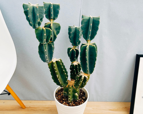［現品］22番　柱サボテン　鬼面角 ブランチ　8号　室内　大型　多肉植物　人気 現品］4番 柱サボテン 鬼面角 ブランチ 8号 観葉植物 室内 大型